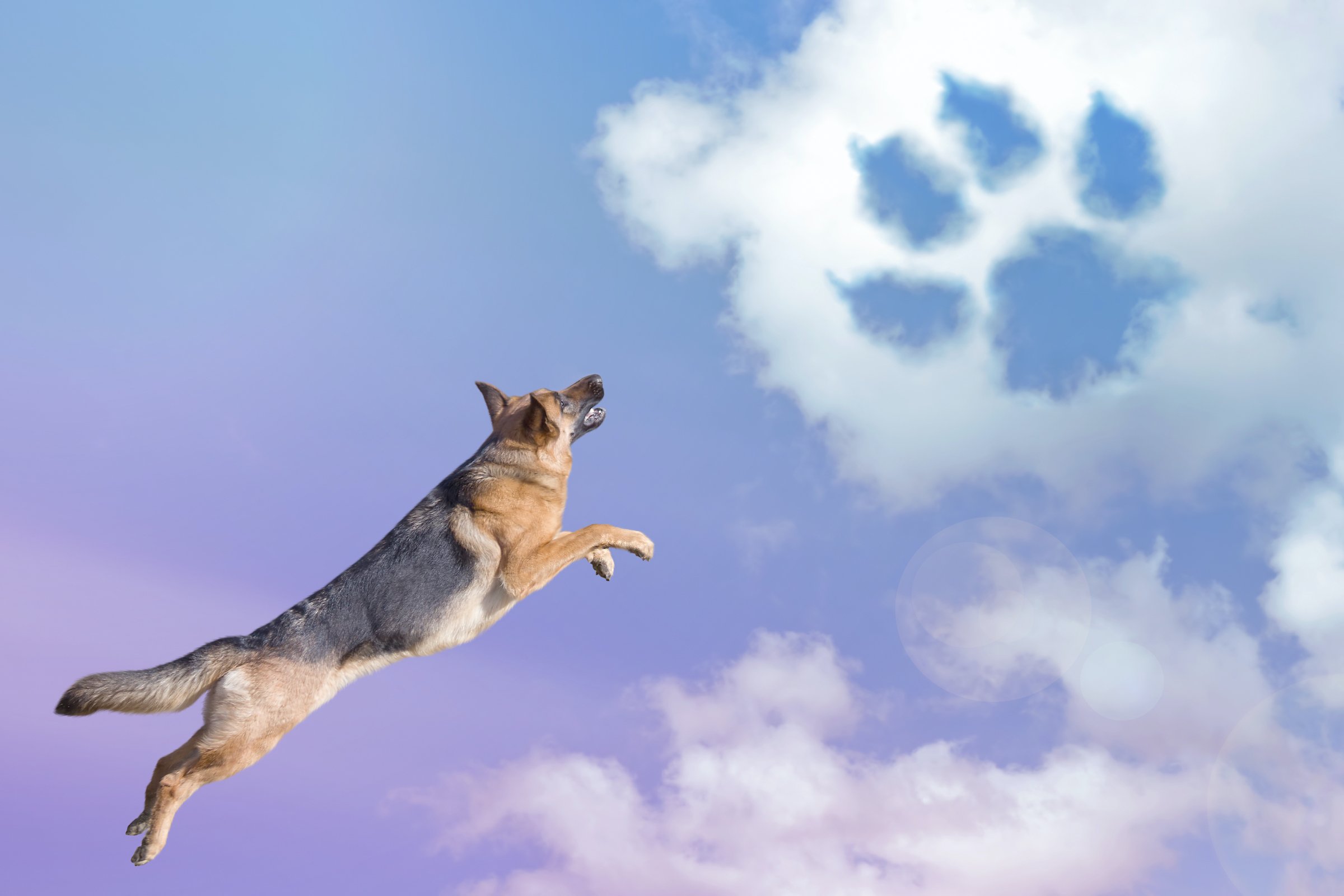 dog paw trail in the sky clouds