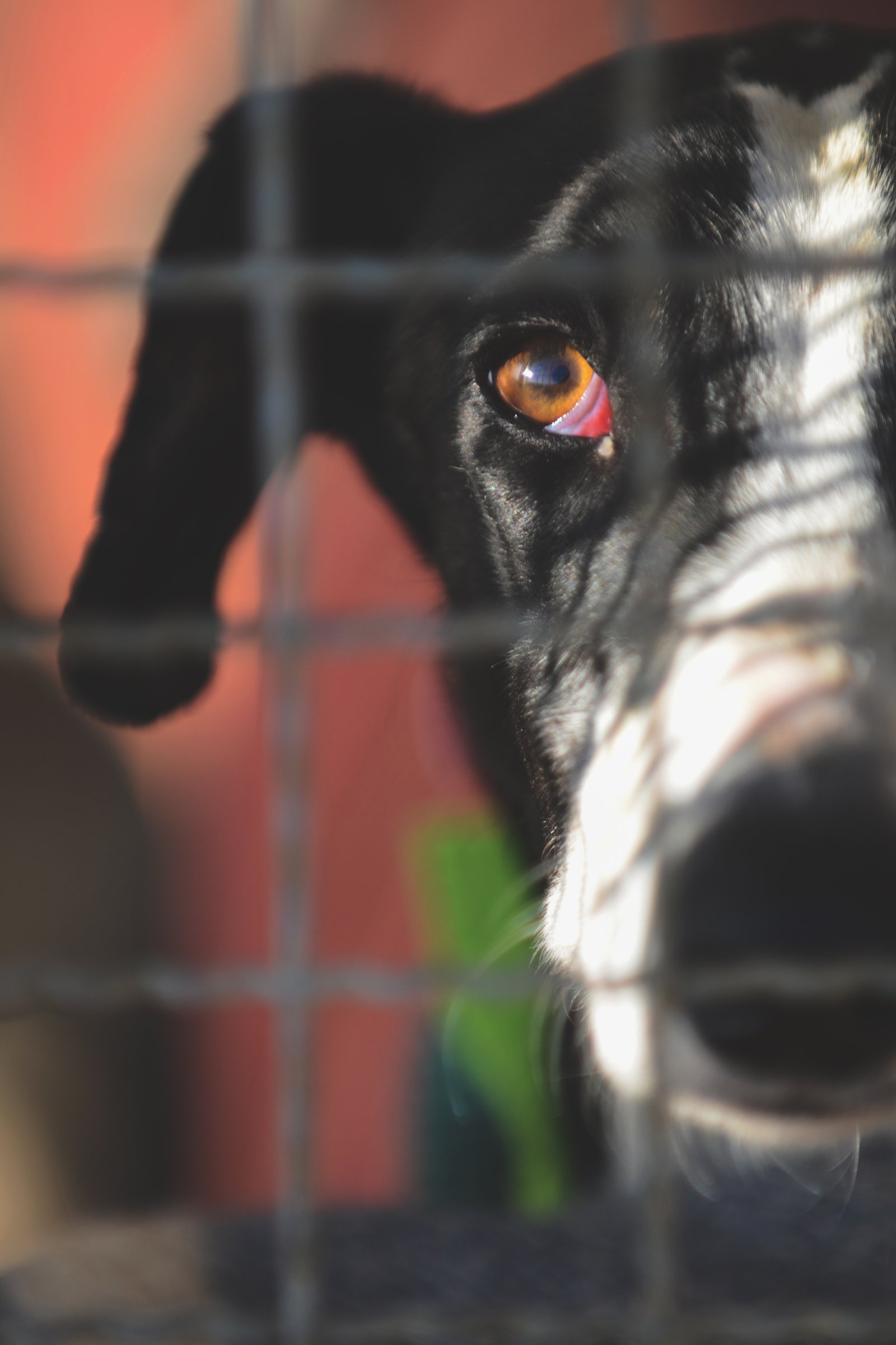 galgo spanyol agár menhely rács szomorú