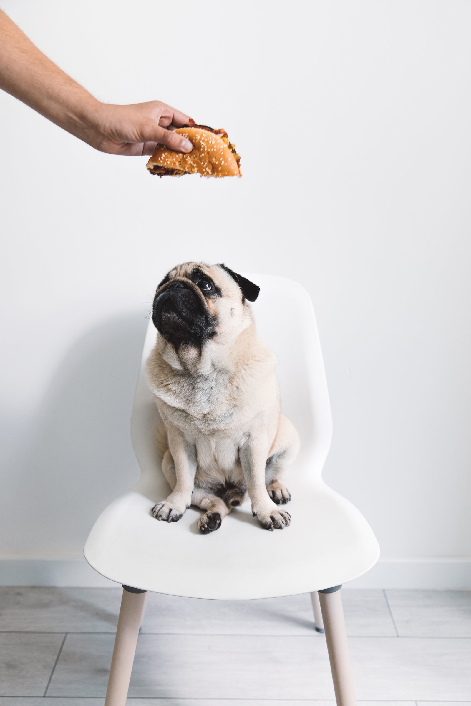 mopsz ül széken hamburger egészségtelen étel