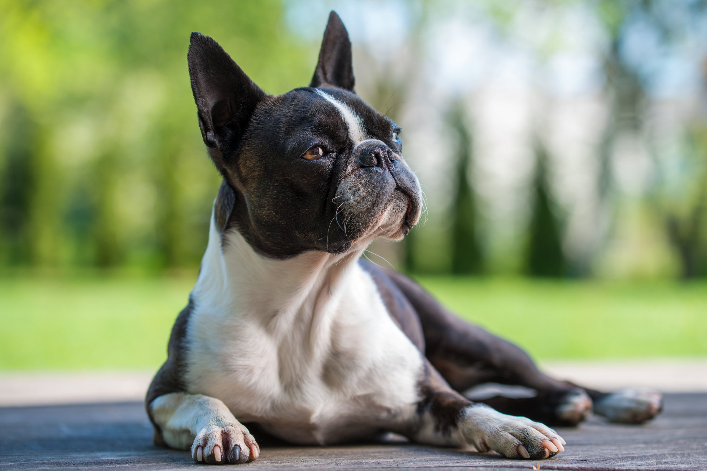 Boston terrier