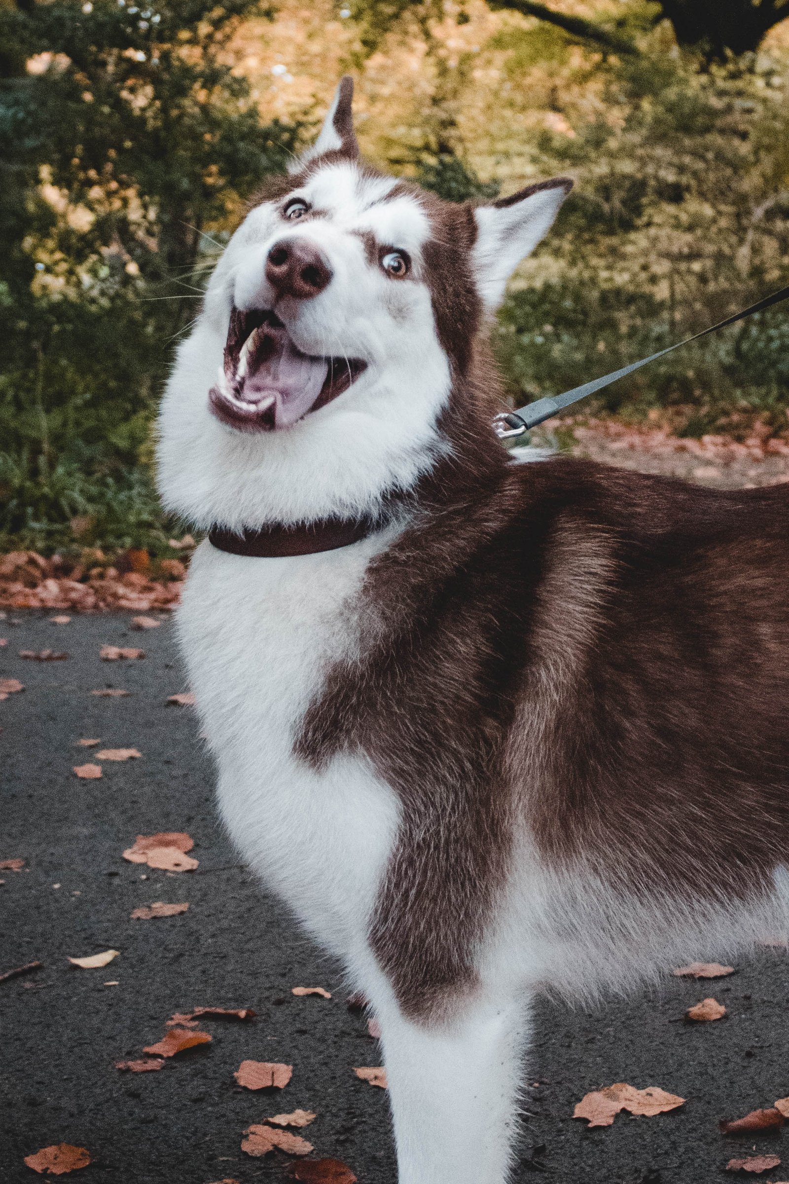 husky vicces