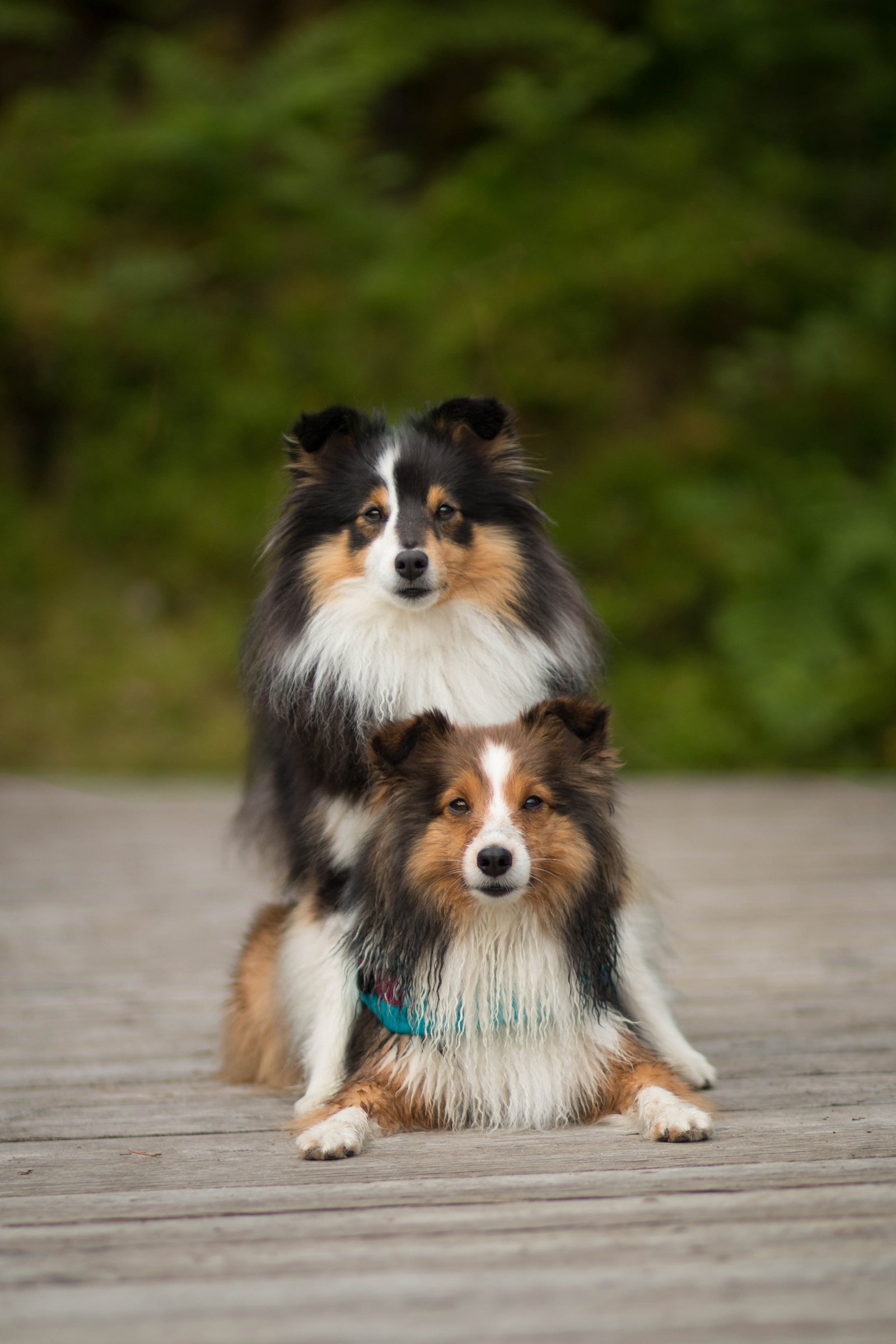 shelandi juhászkutya sheltie