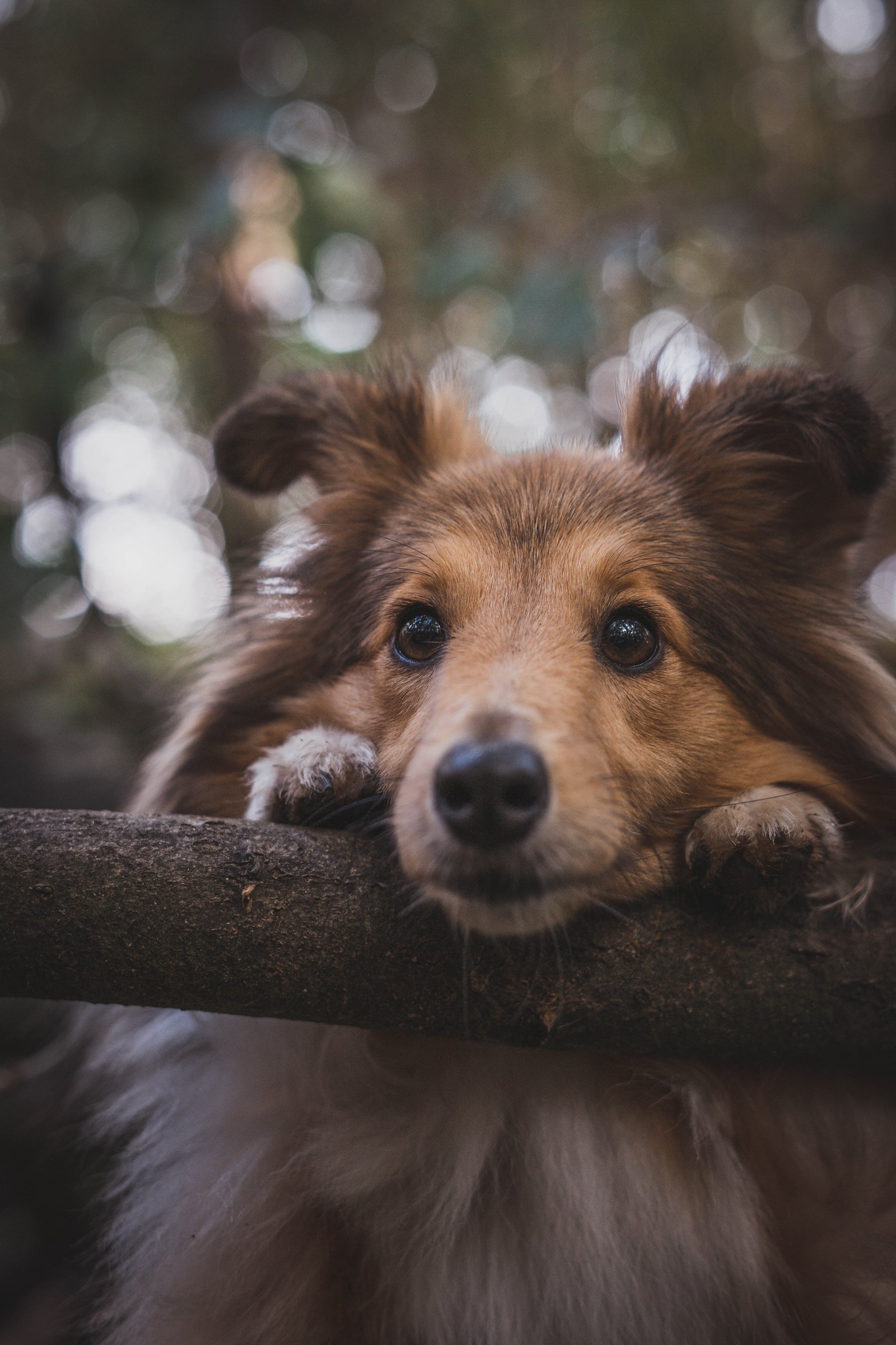 sheltie shetlandi juhászkutya
