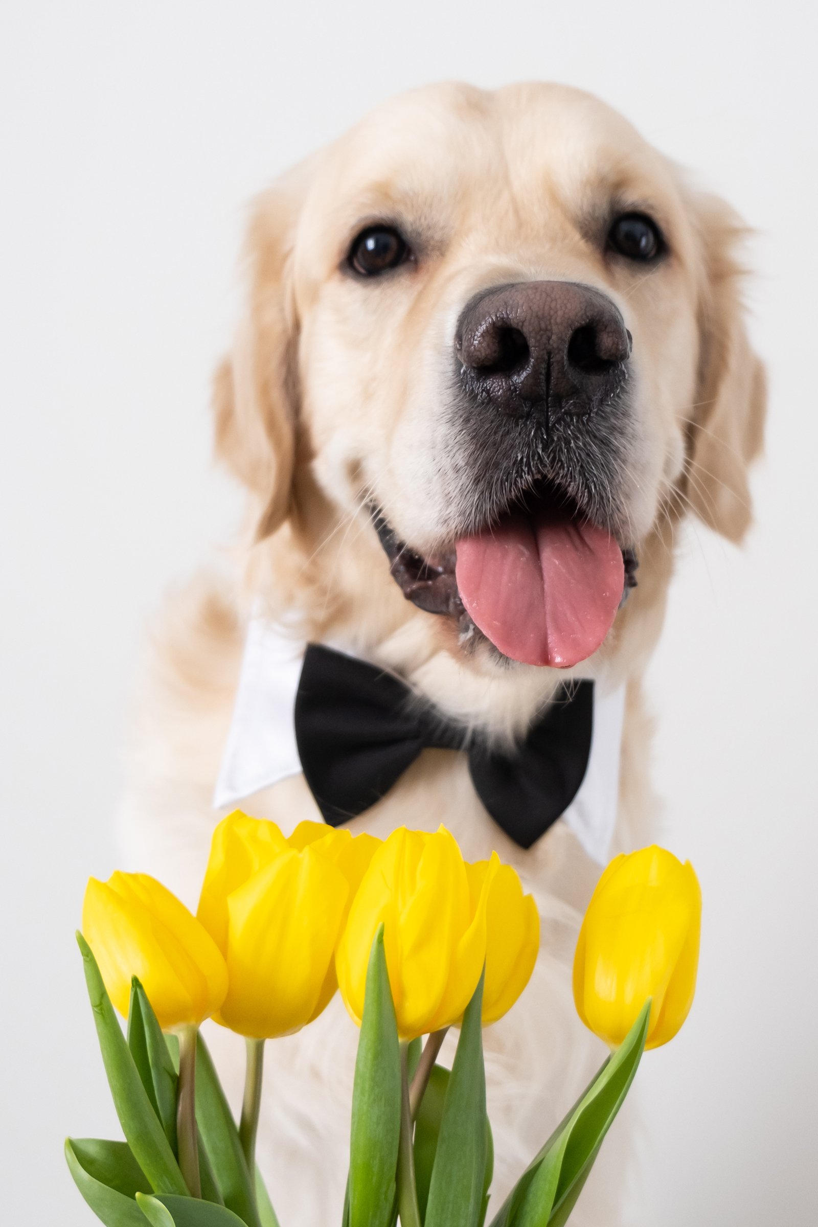 golden retriever virág tulipán csokornyakkendő