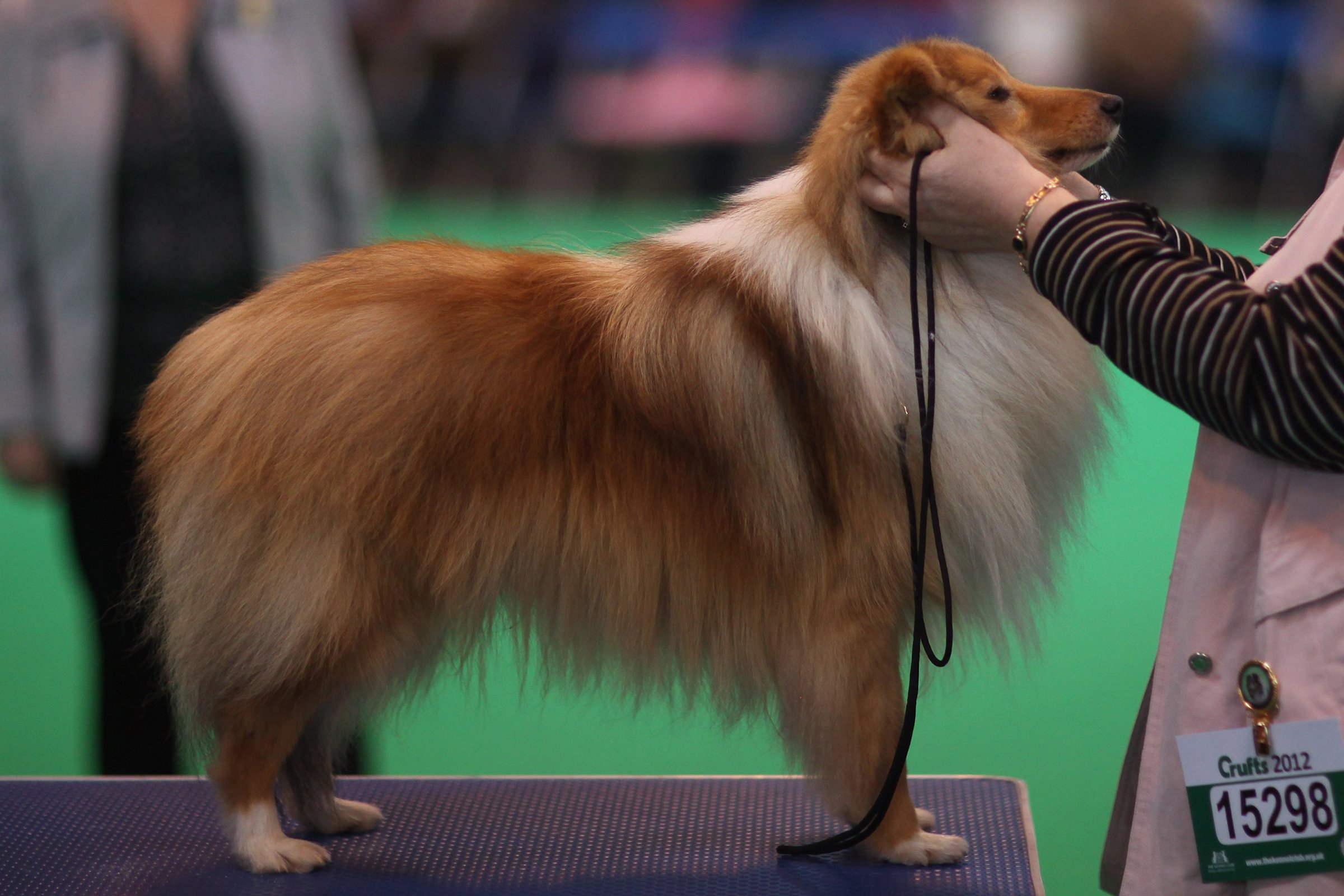 shelandi juhászkutya sheltie kiállítás