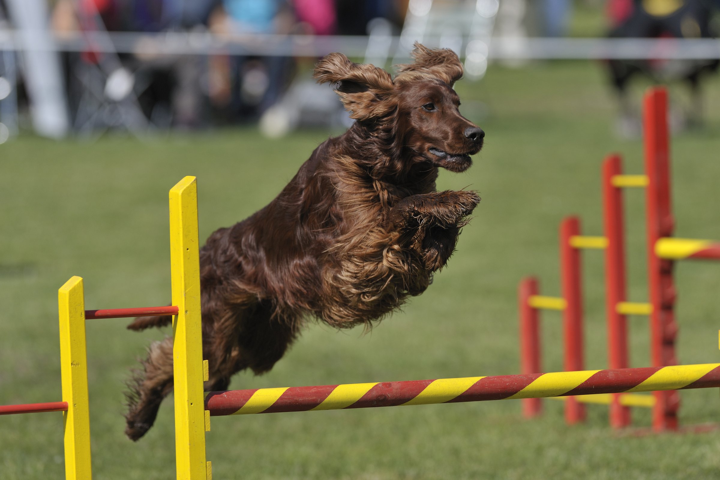 ír szetter agility