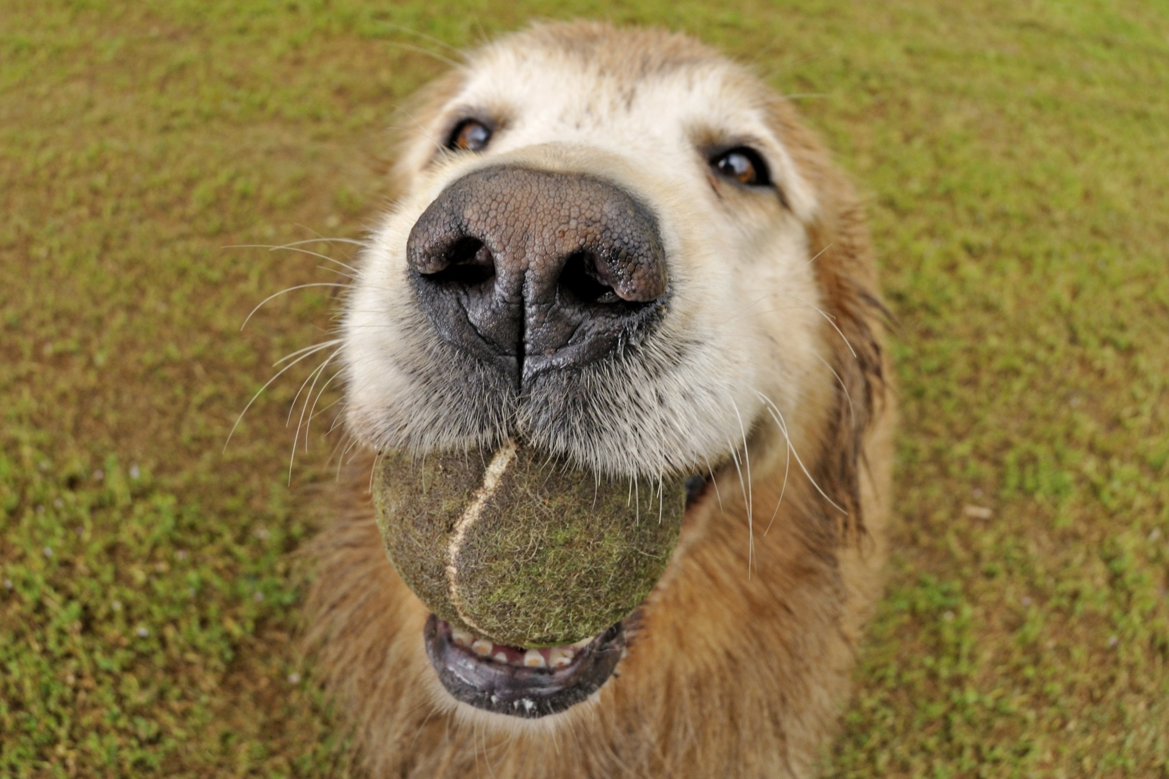 Golden Retriever tenniszlabda koszos