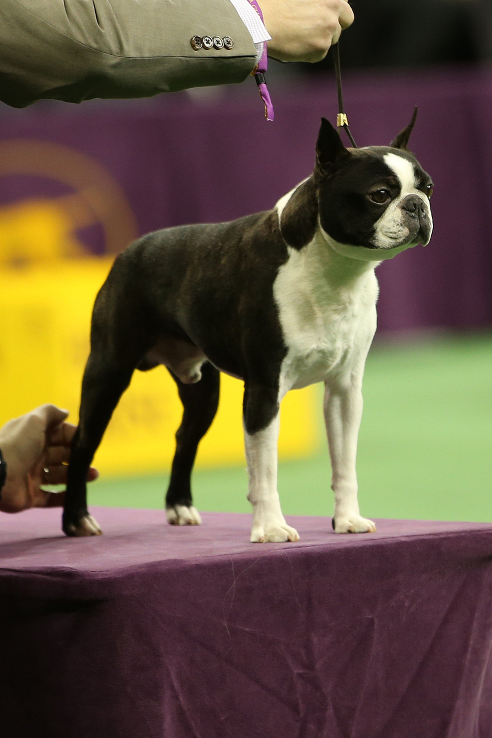 kiállítás boston terrier