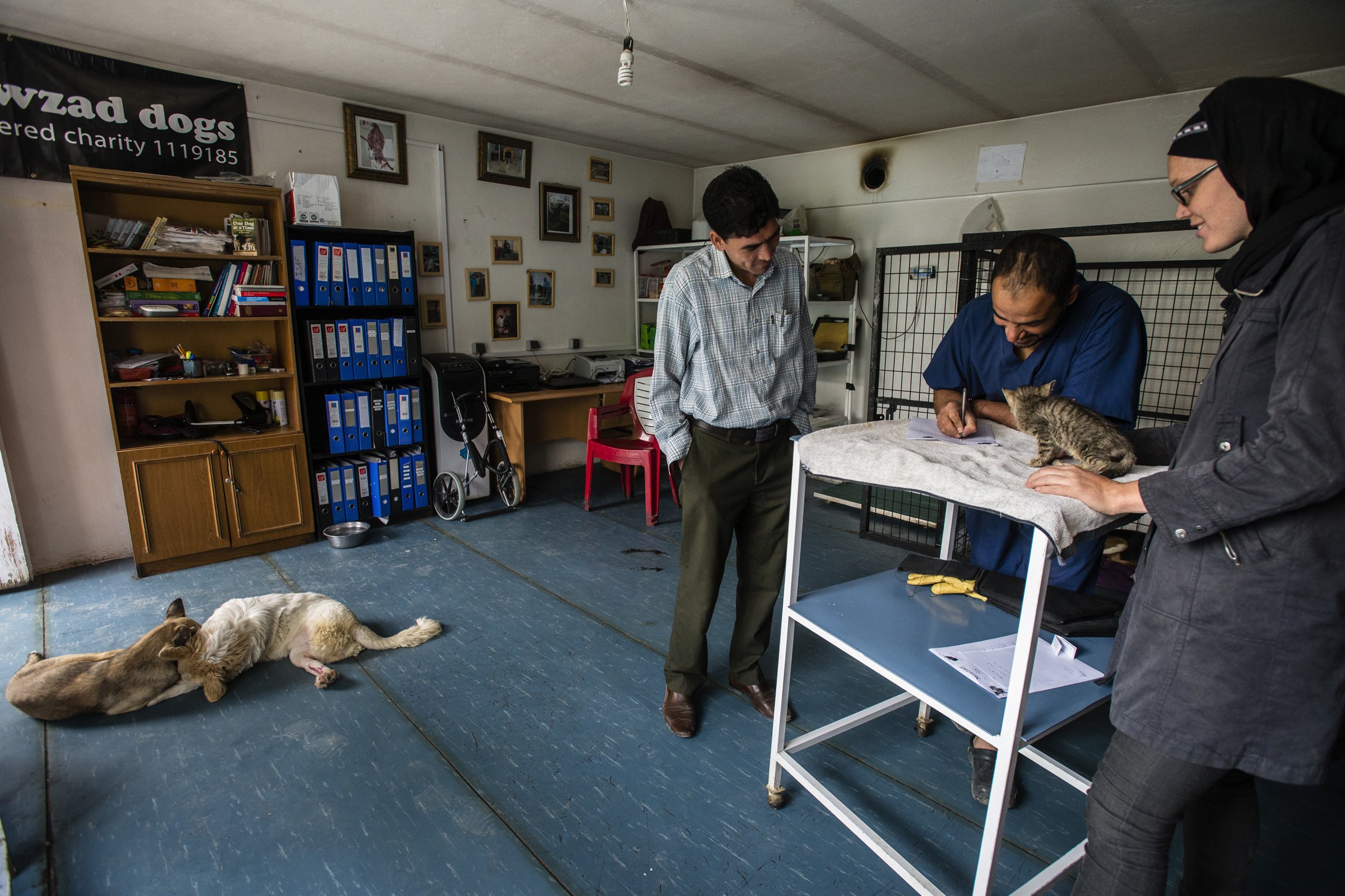 Nowzad klinika állatorvos macska