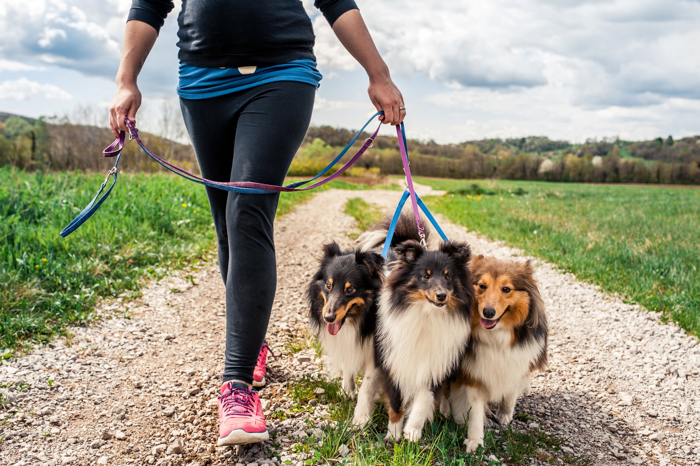 shelandi juhászkutya sheltie séta terhes