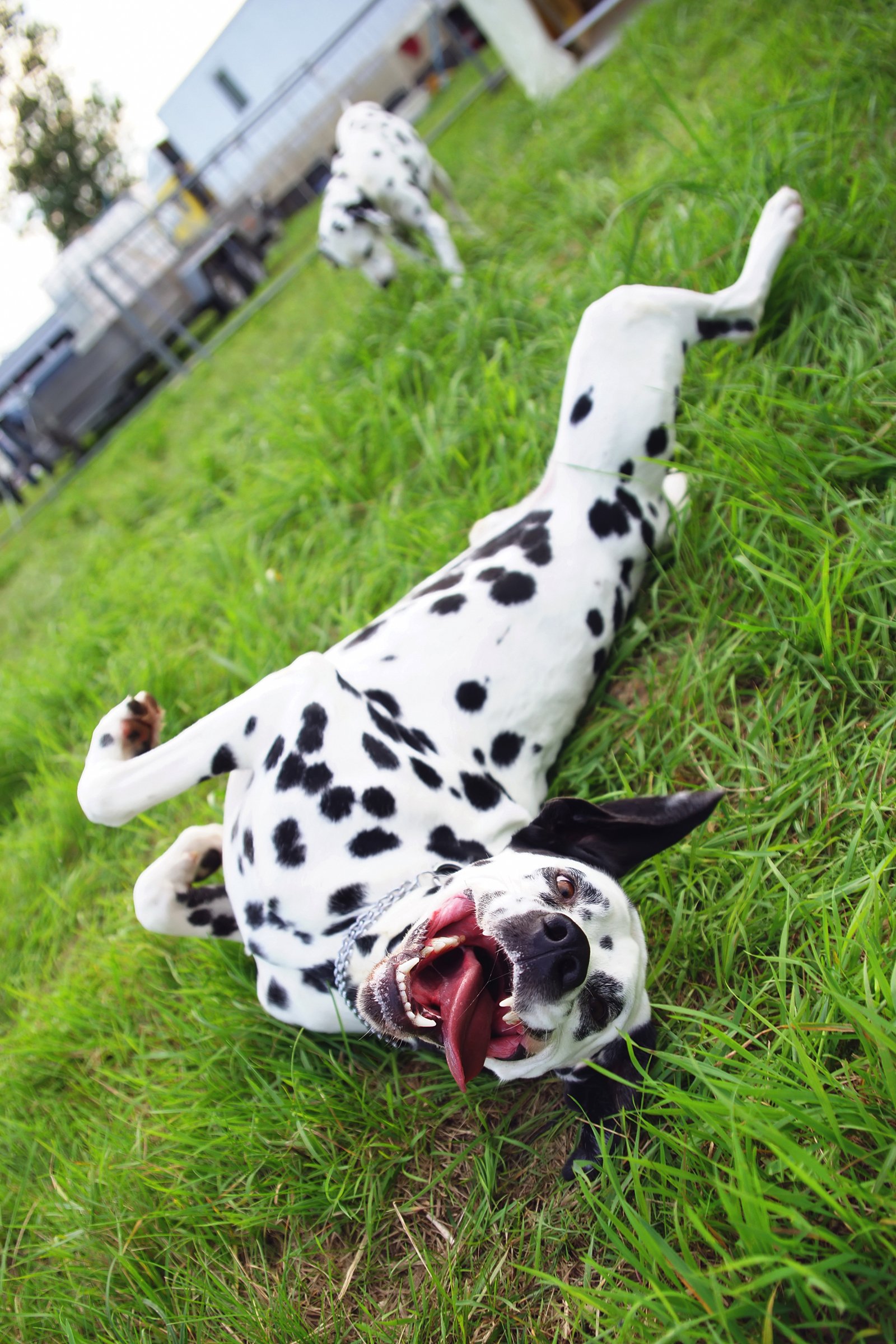 dalmata fűben hempereg dörgölőzik