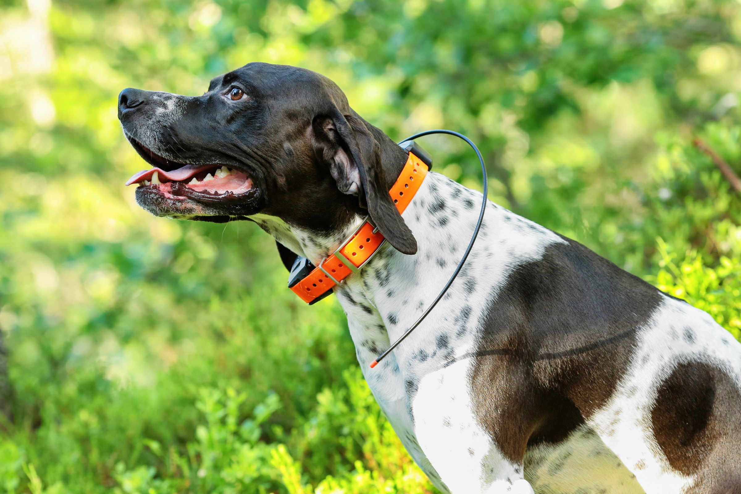 pointer gps nyakörv