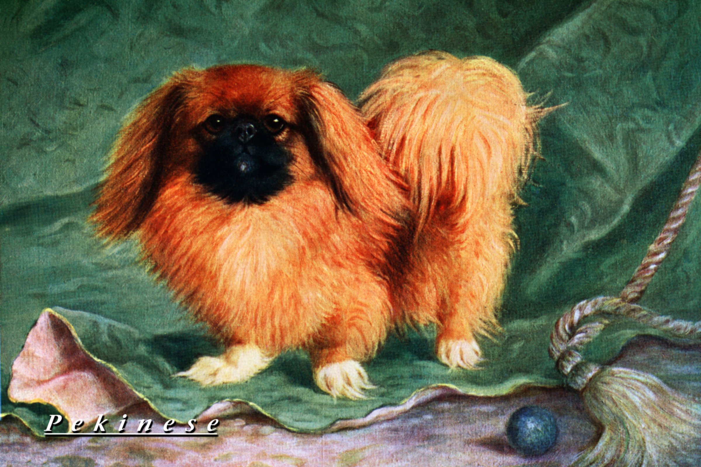 pekingi palotapincsi palotakutya festmény