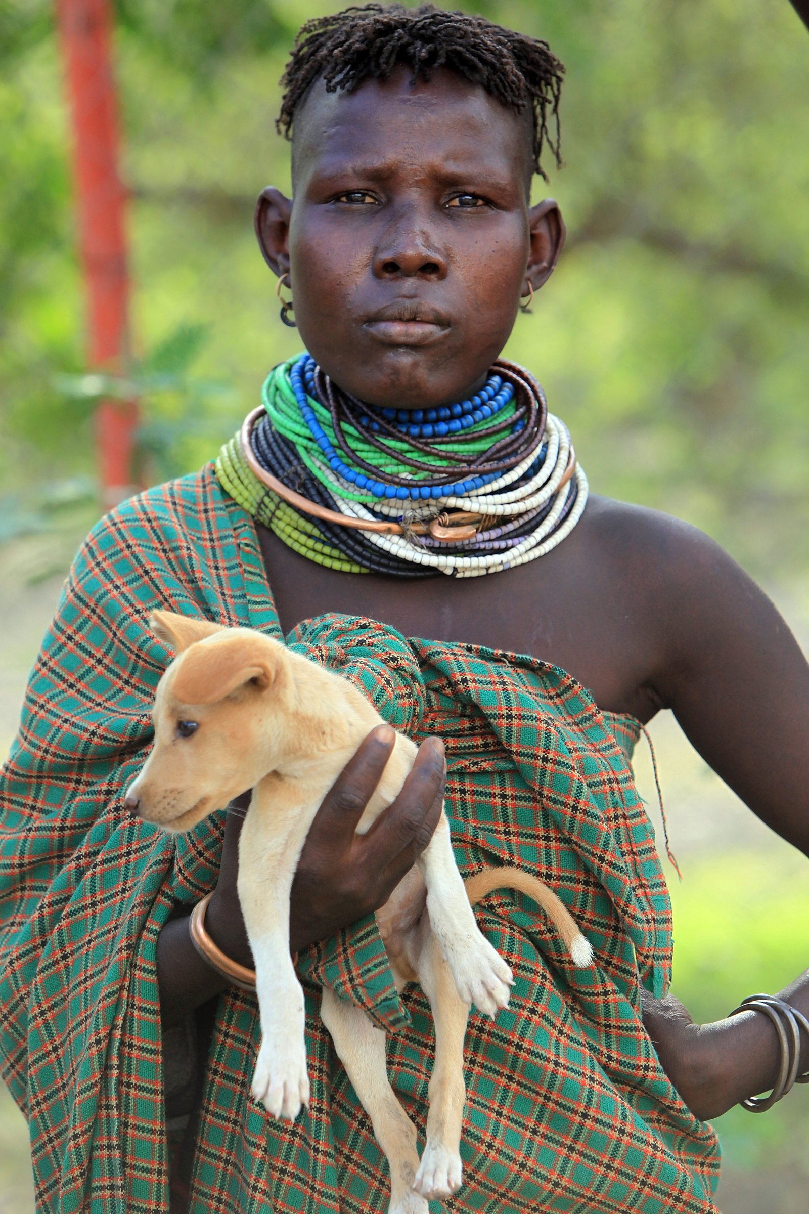 Turkana törzs kutya