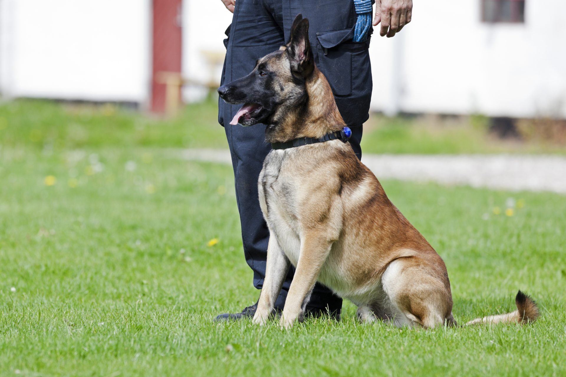 2021_08_rendorkutya-malinois-scaled.jpg
