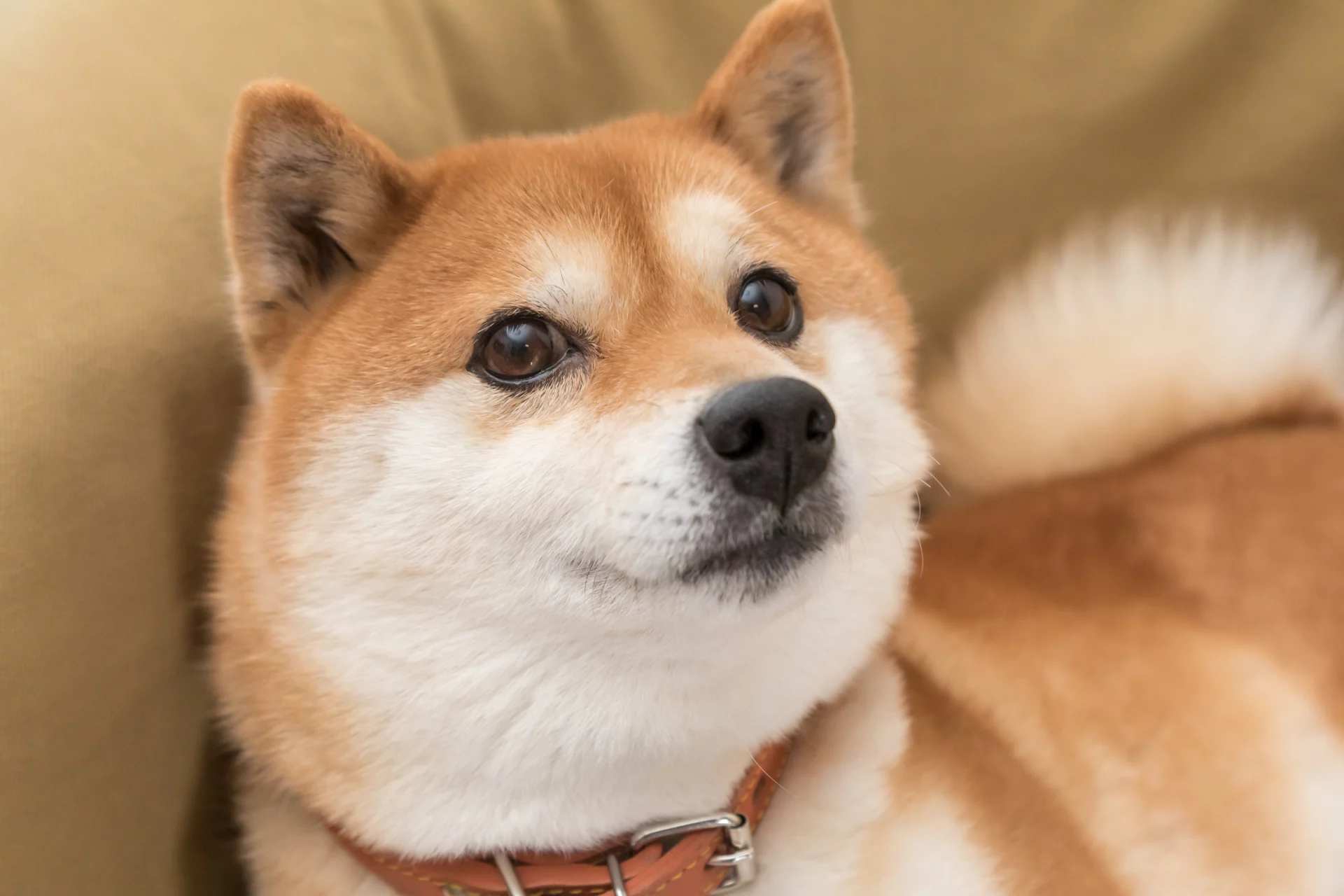 2021_08_shiba-inu-scaled.webp