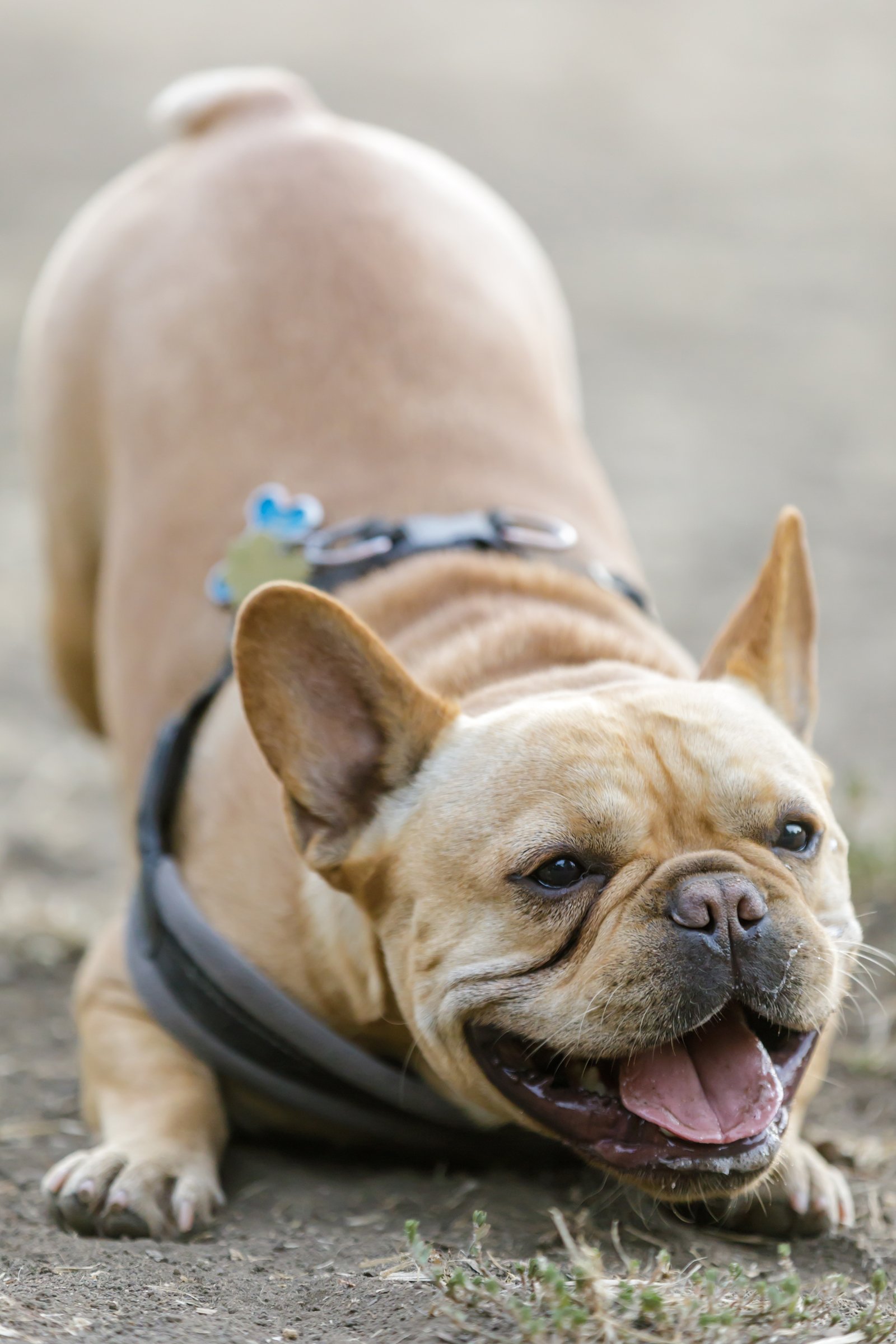 francia bulldog meghajlás nyújtózkodás játék