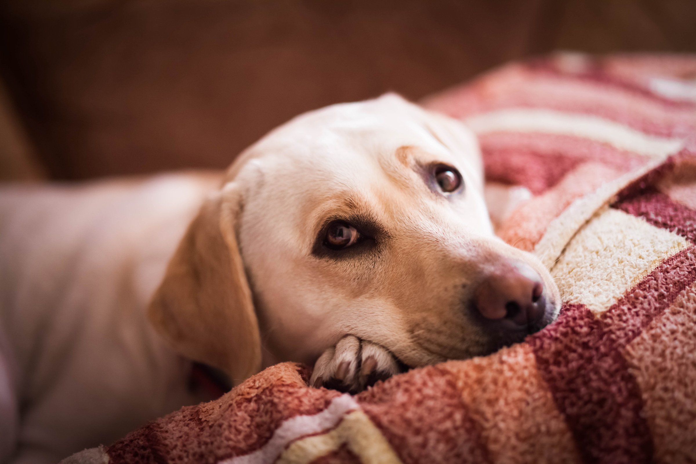 labrador szomorúan néz