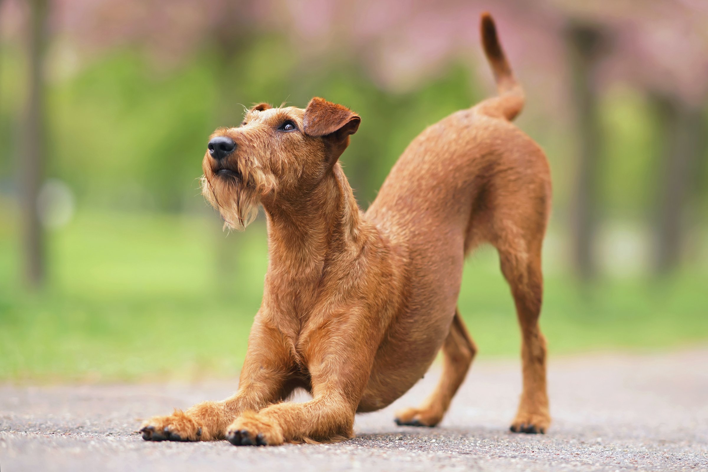 ír terrier játék meghajlás nyújtózkodás