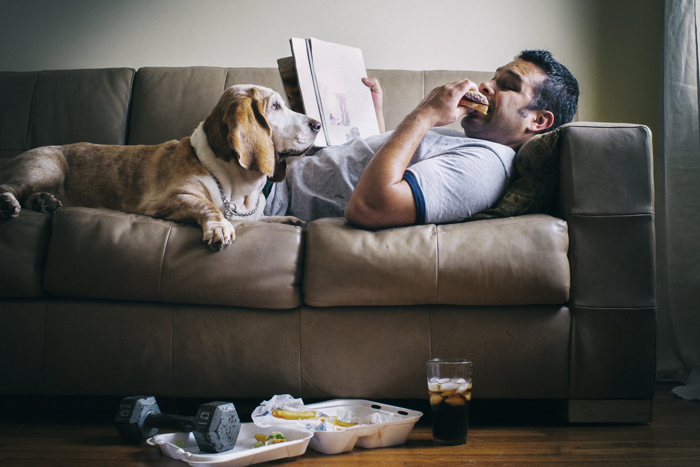 eszik csirke kajál kövér elhízás basset hound egészségtelen kanapé fekszik