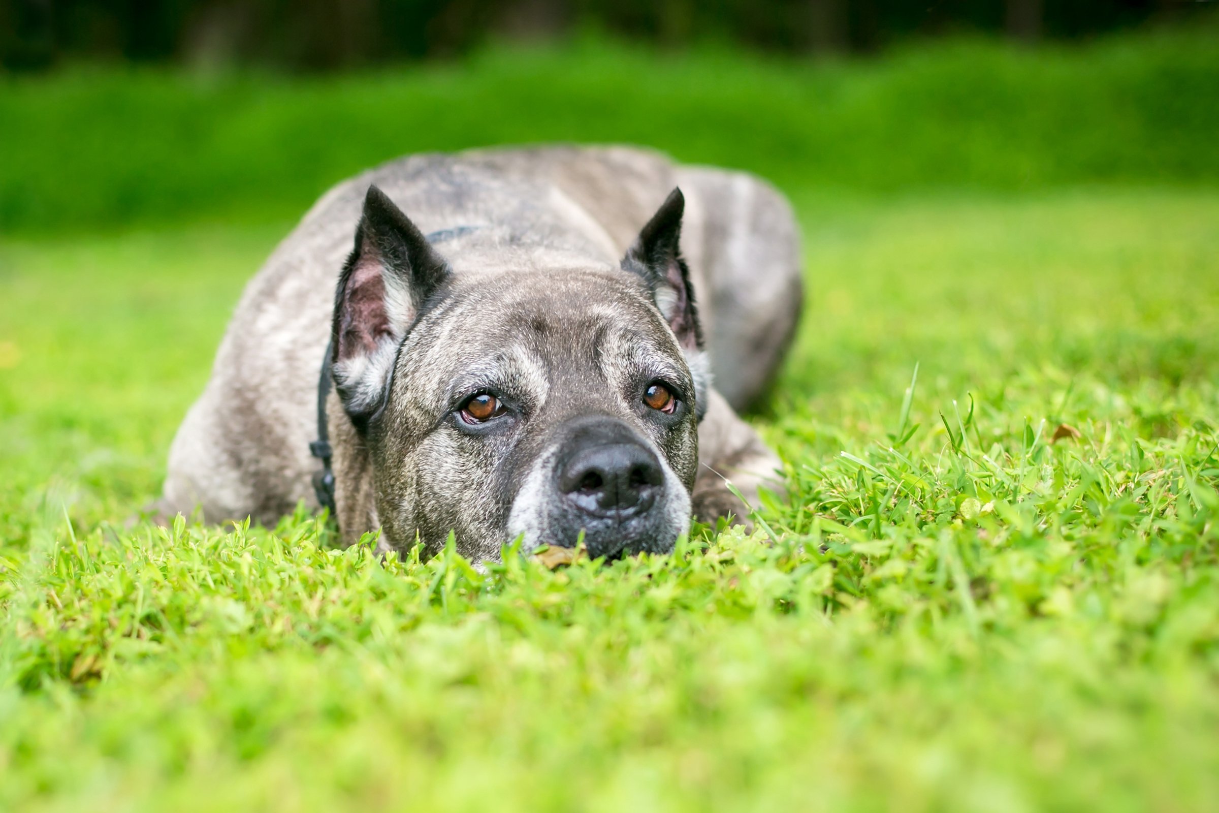 cane corso szomorú idős öreg fekszik