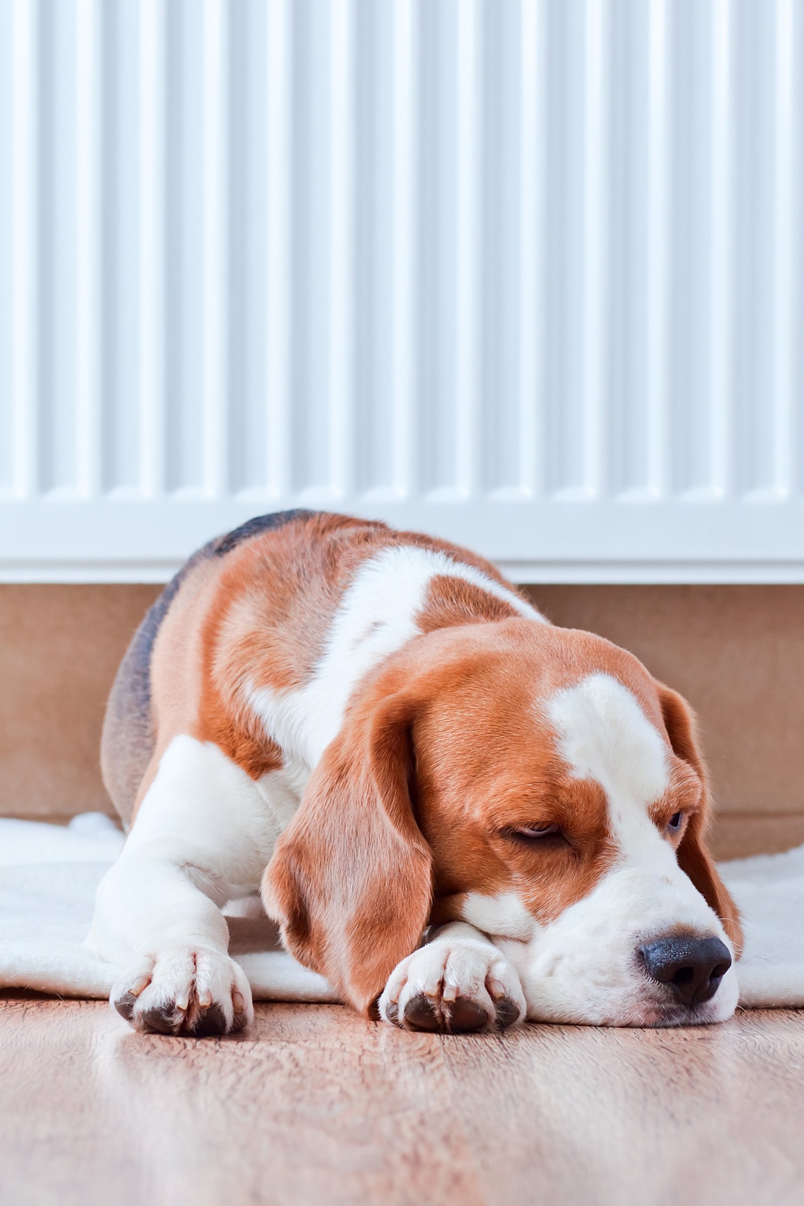 beagle alszik pihen radiátor fűtés