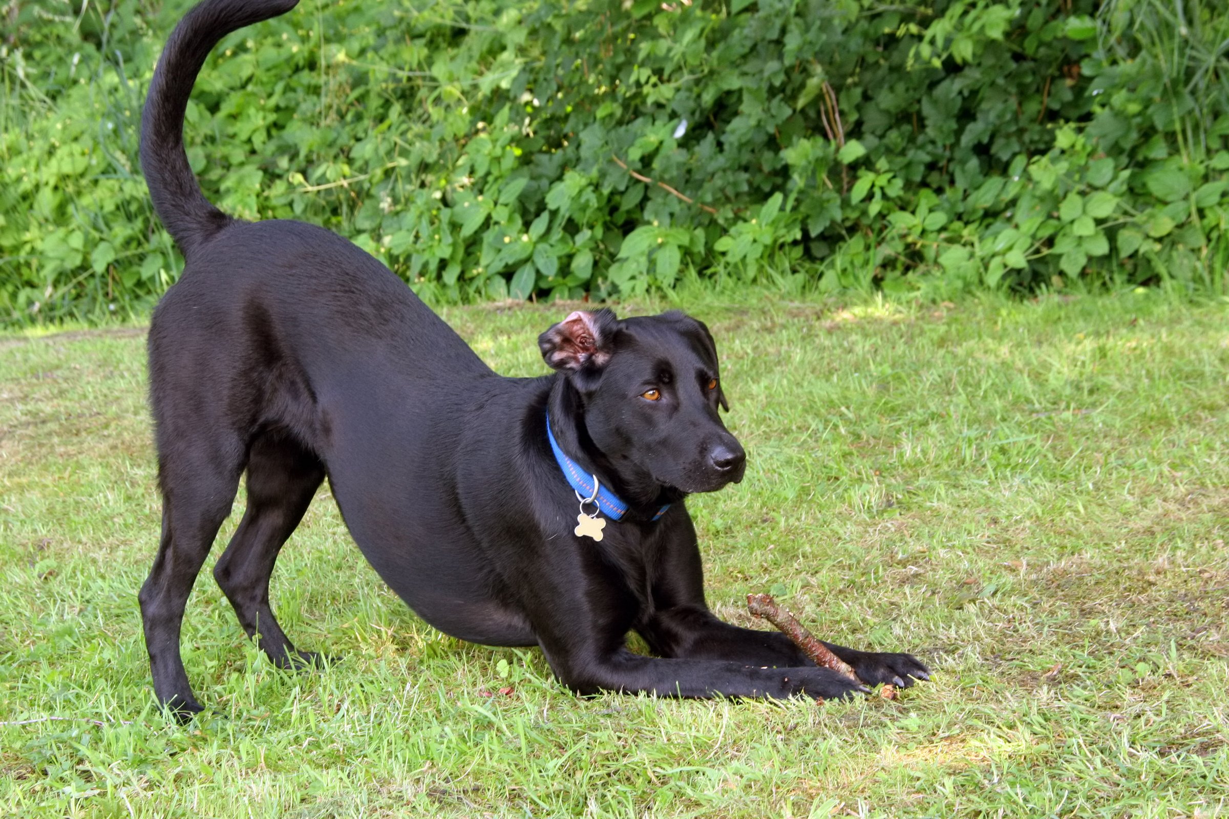 fekete labrador játék meghajlás nyújtózkodás