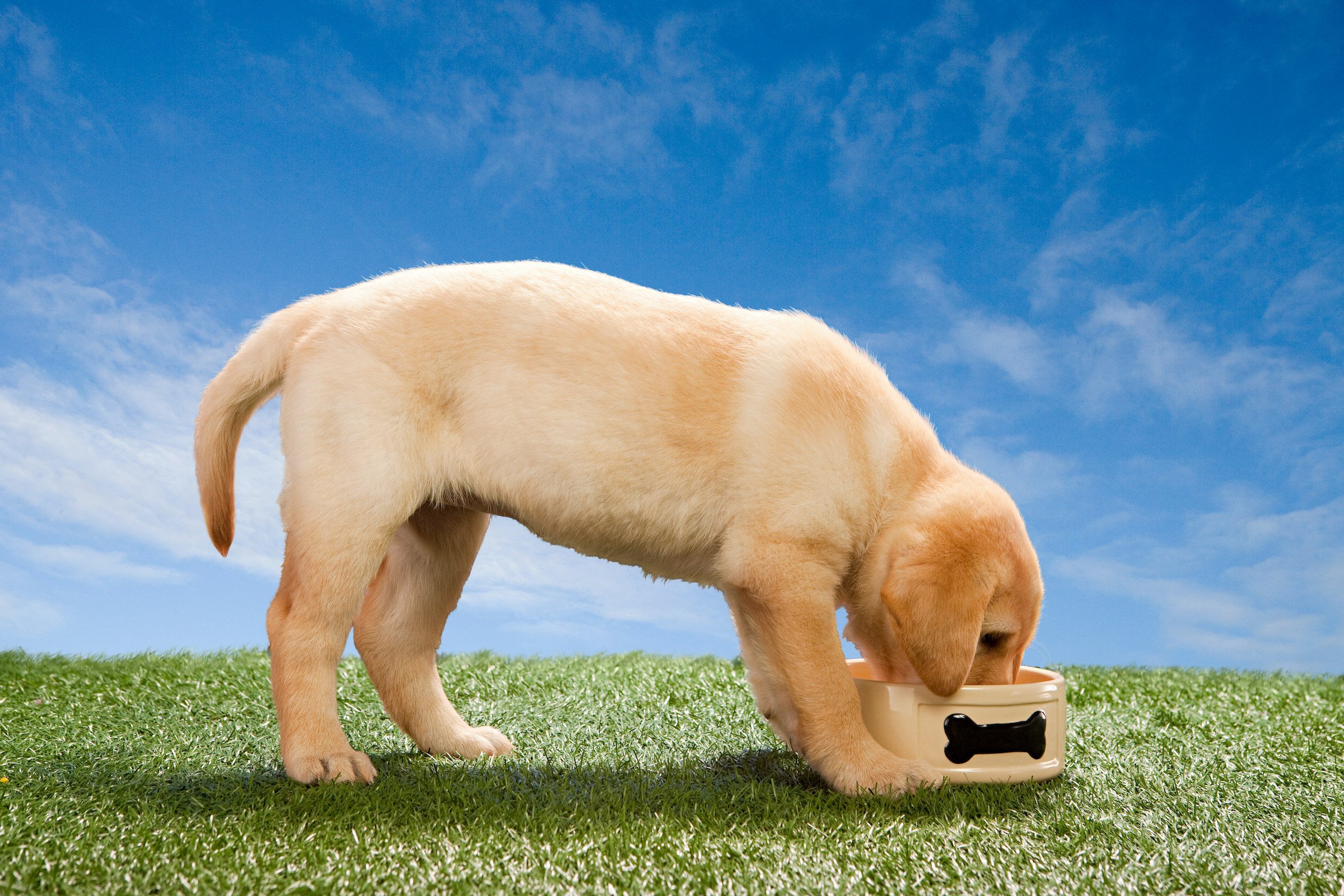Labrador puppy eating from dog bowl