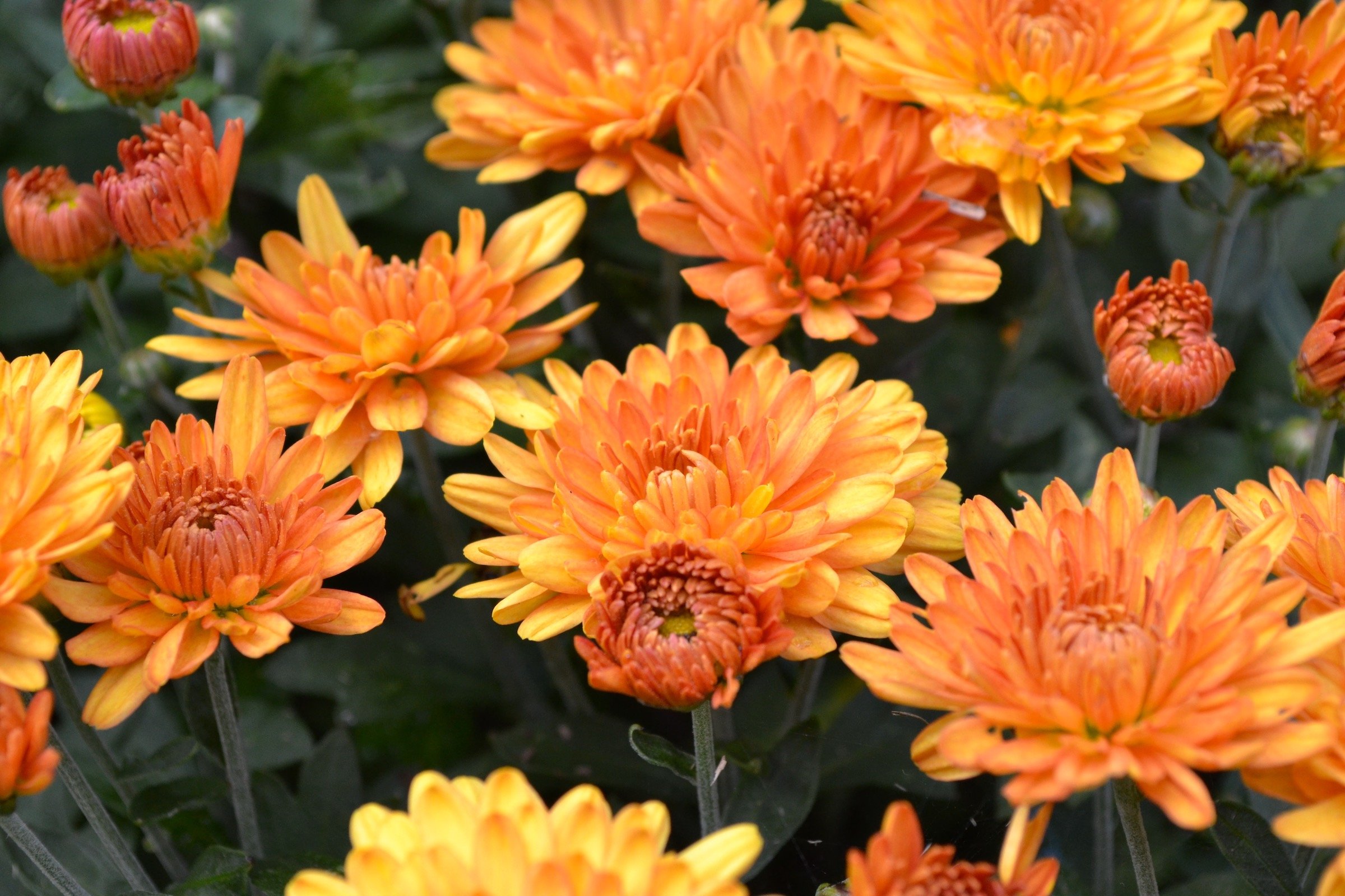 Close-up of orange flowering plants