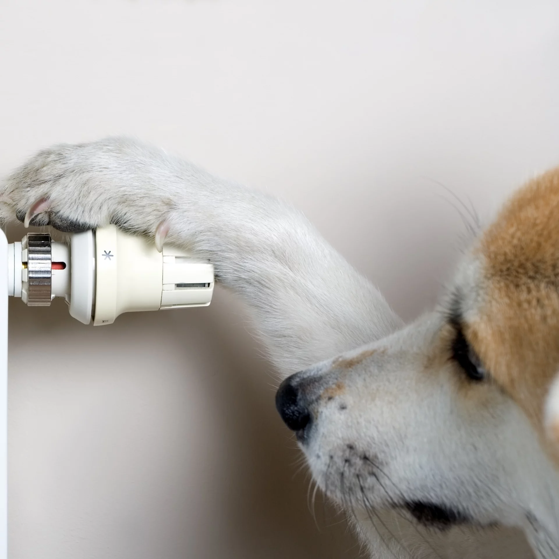 2021_09_kutya-radiator-2400-scaled.webp