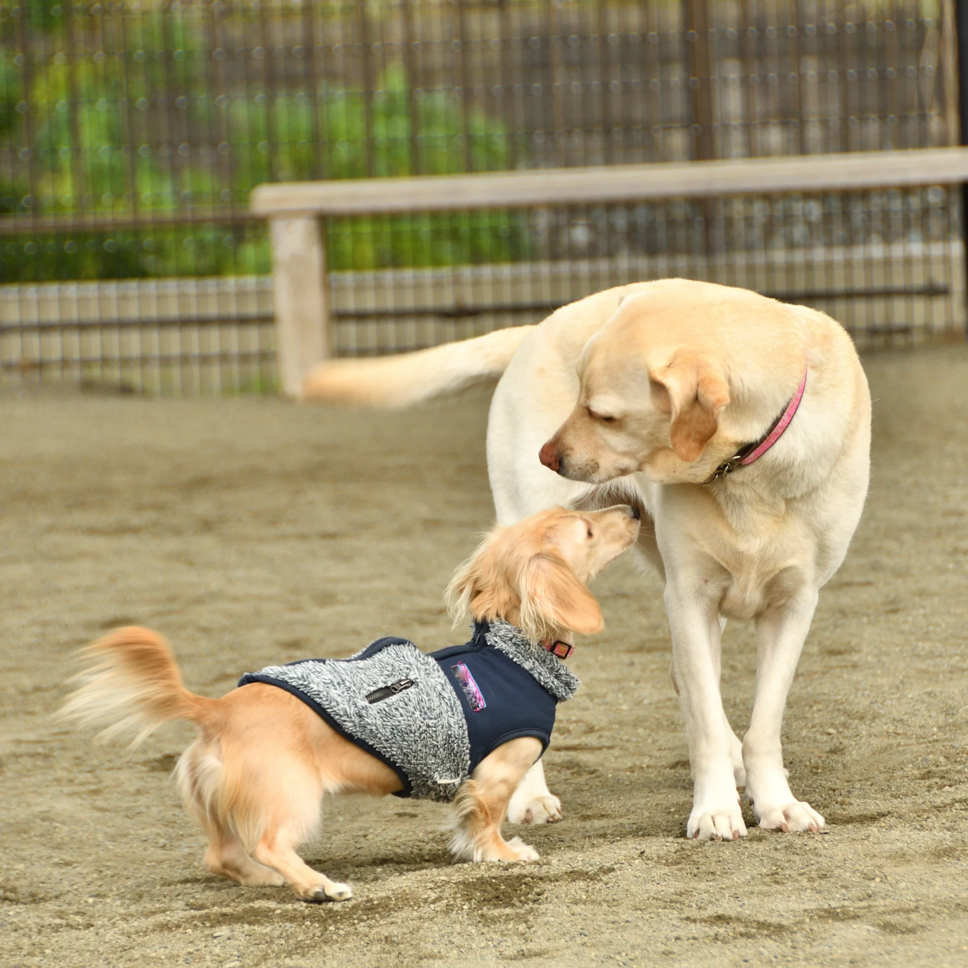 2021_09_kutyafuttato-kocka-scaled.webp