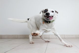 Energetic Australian Cattle Dog mixed breed dog hoping to be adopted