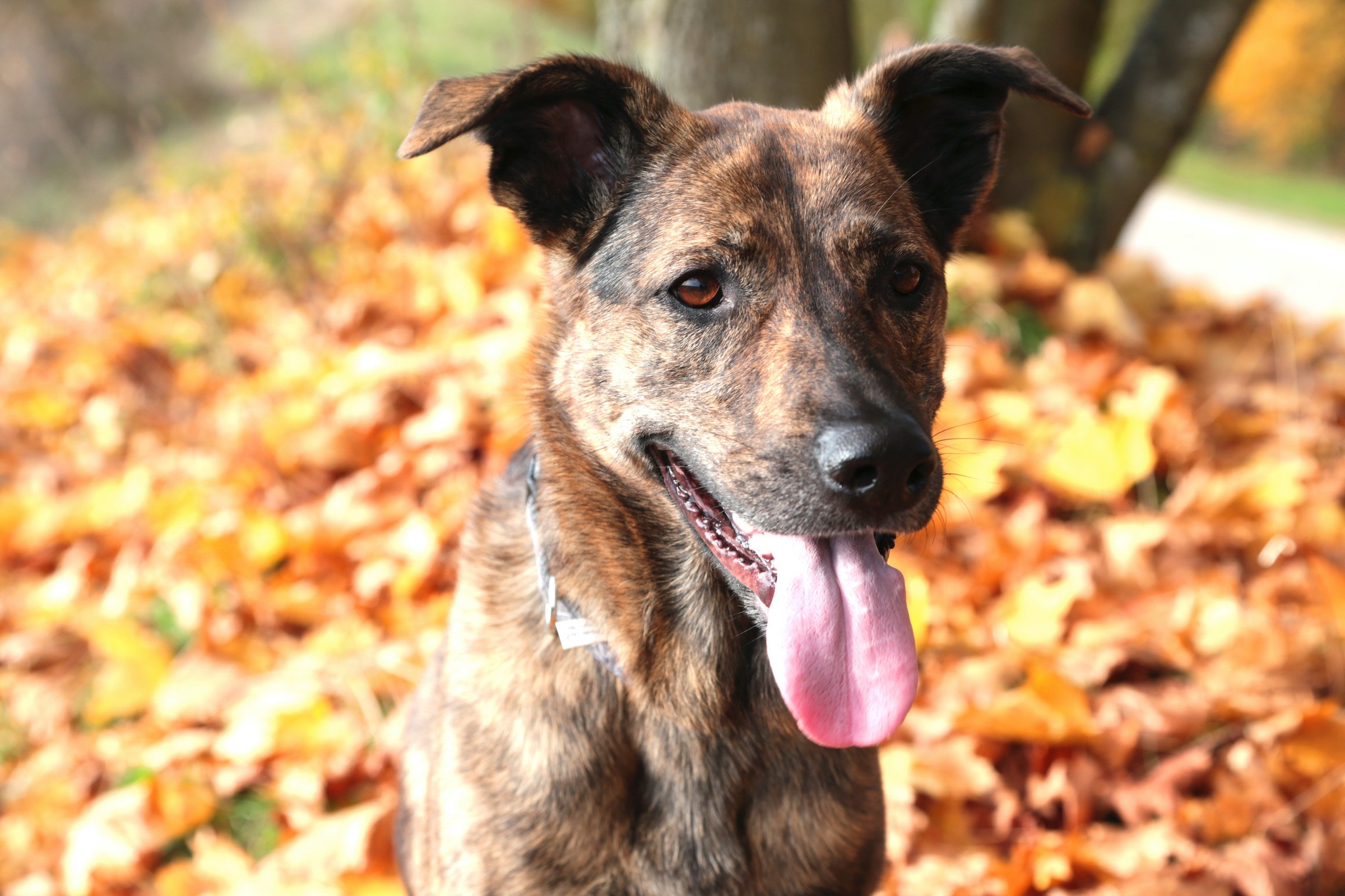 German sheperd mix in automn
