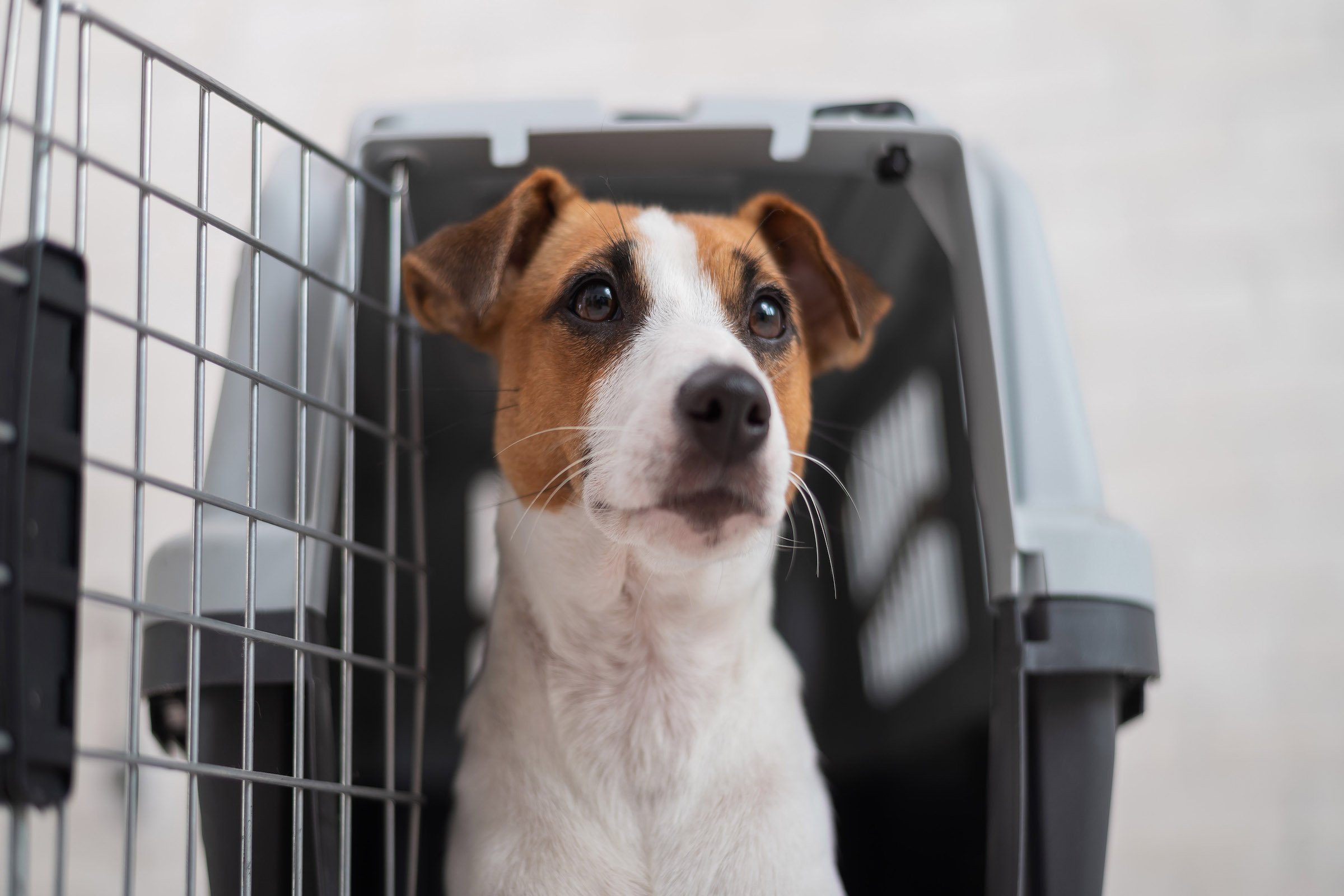 Jack russell terrier in a travel box. Obedient dog in carry for safe transport