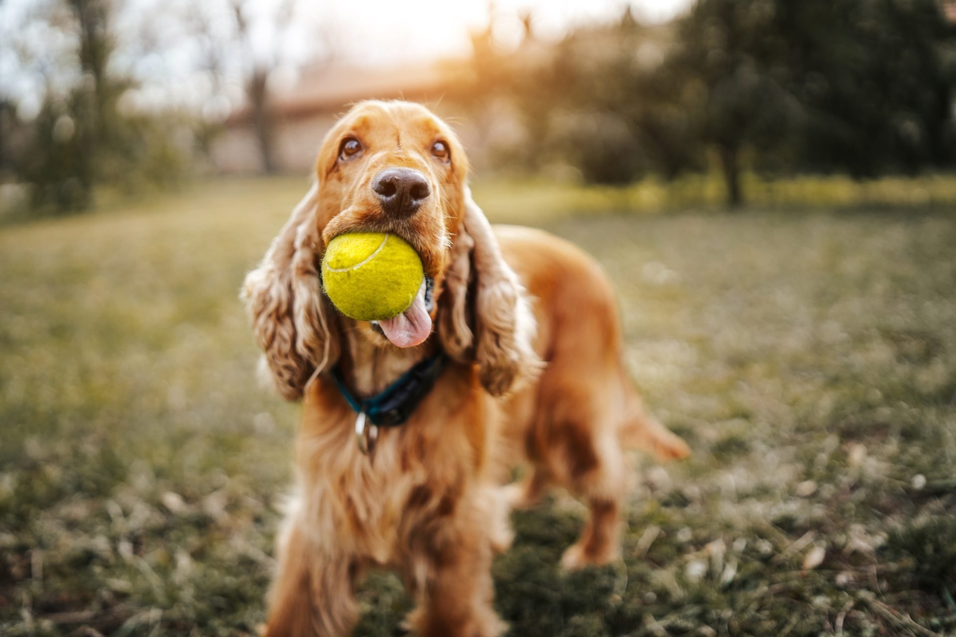 2021_09_spaniel-labda-scaled.jpg