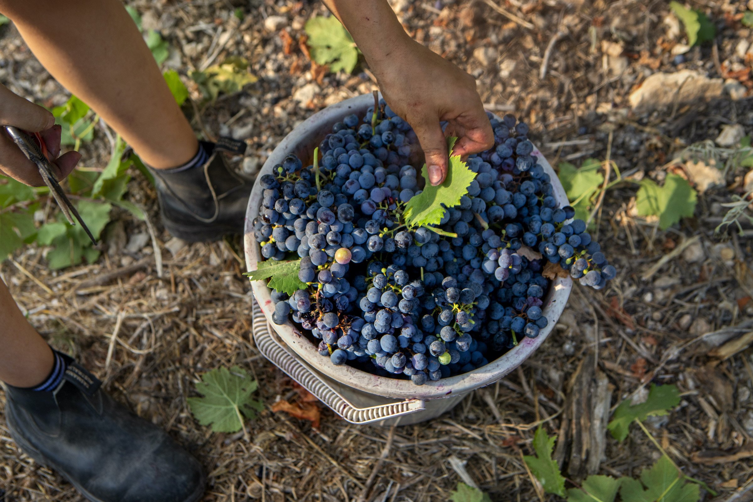 Israeli Wine Grape Harvest Begins Under Intense Summer Heat