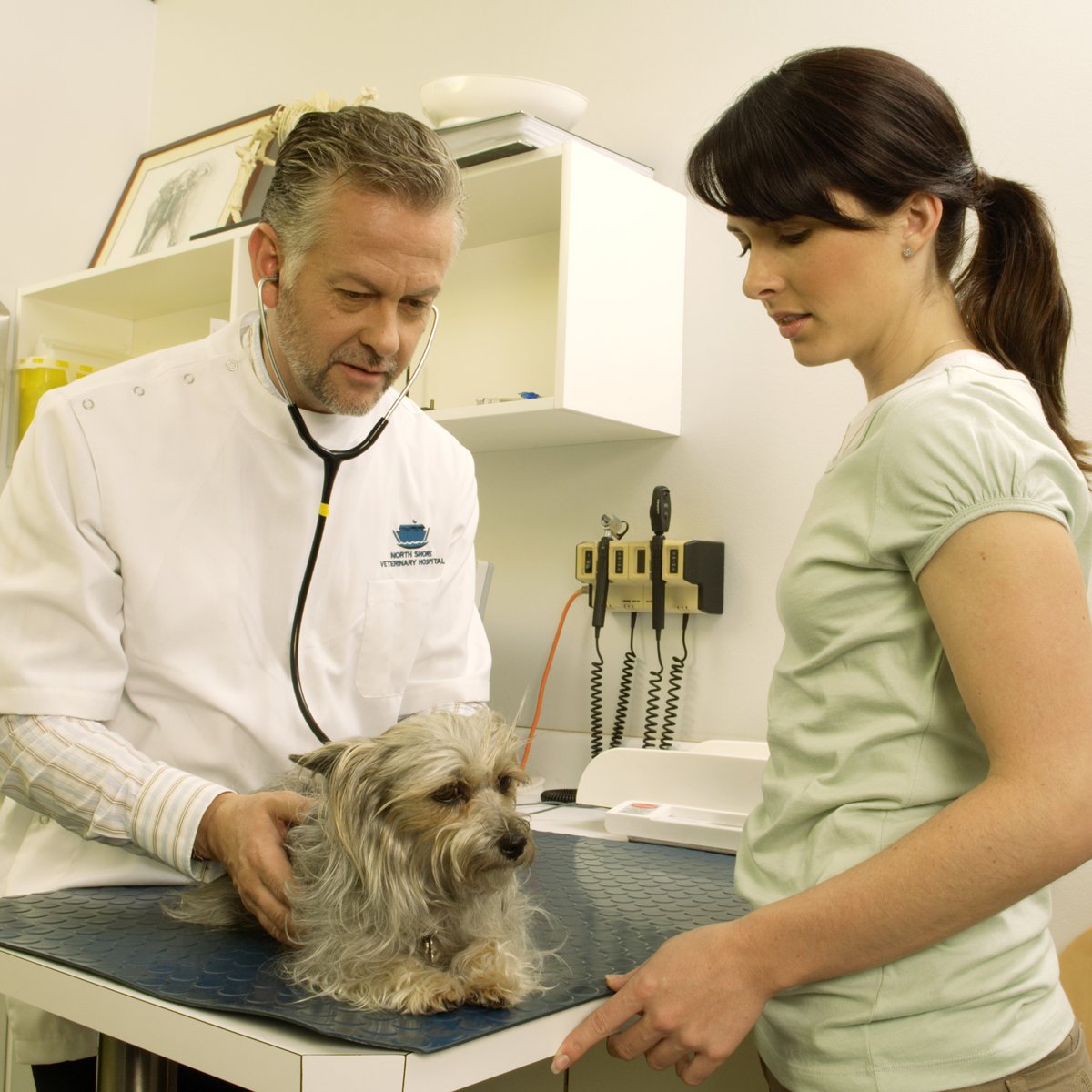 állatorvos yorkshire terrier vizsgálat kocka