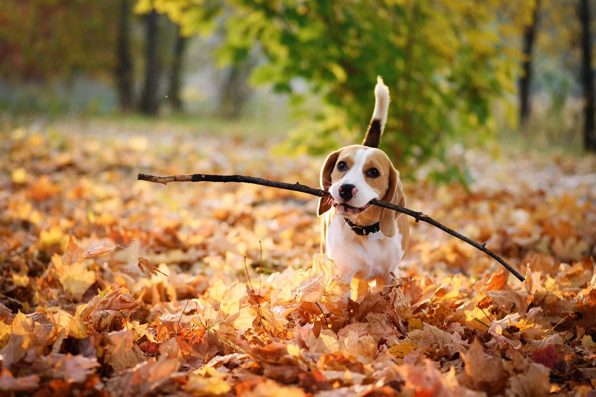 Beagle bot erdő ősz