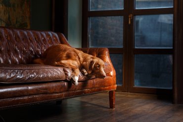 Beteg kutya kanapén fekszik