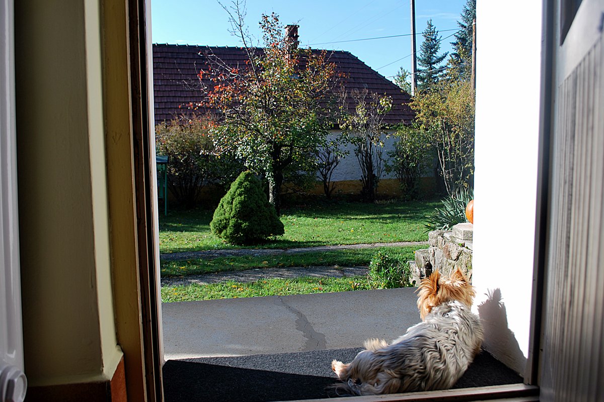 Sütike