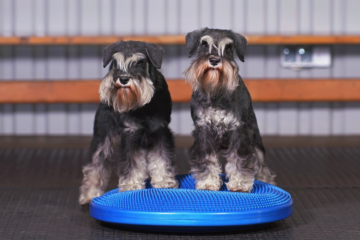 Schnauzer fizioterápia egyensúlyozó korong