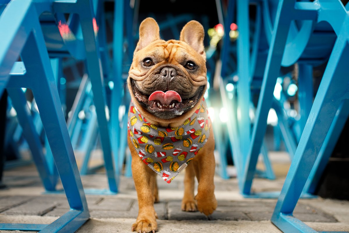 város francia bulldog sétál kendő