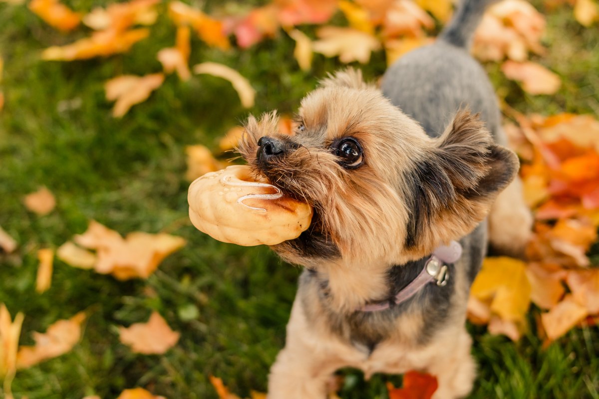 Yorkshire terrier ősz játék
