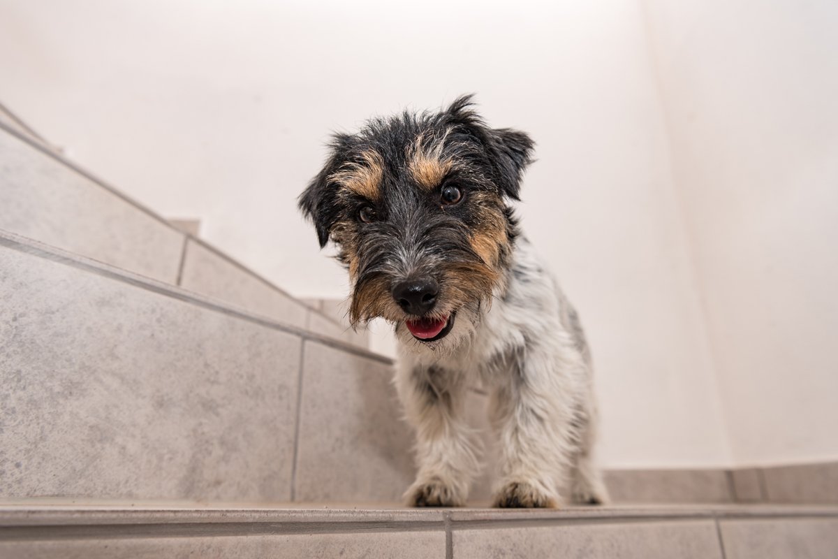 jack Russell Terrier lépcső csempe