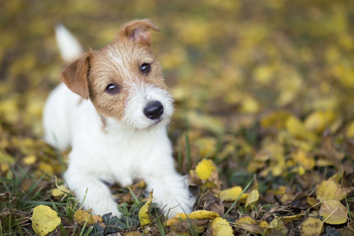 jack russell terrier ősz
