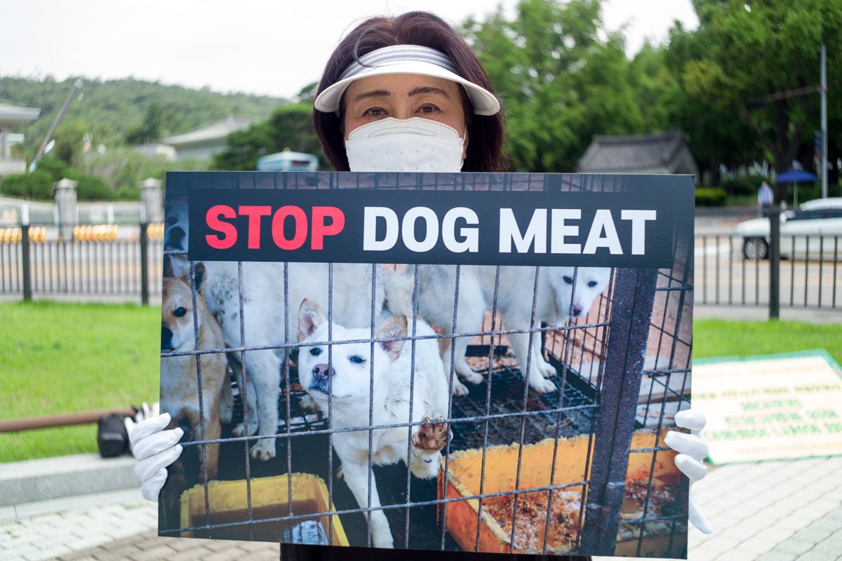 kutyahús tüntetés dél-korea