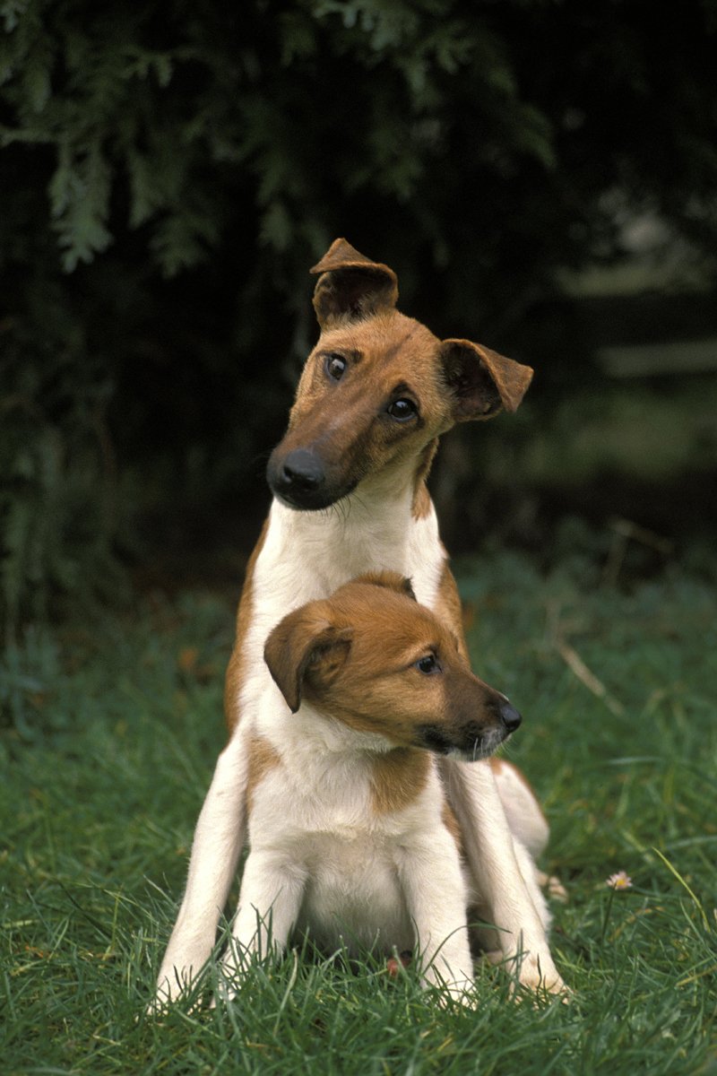 foxterrier kölykével