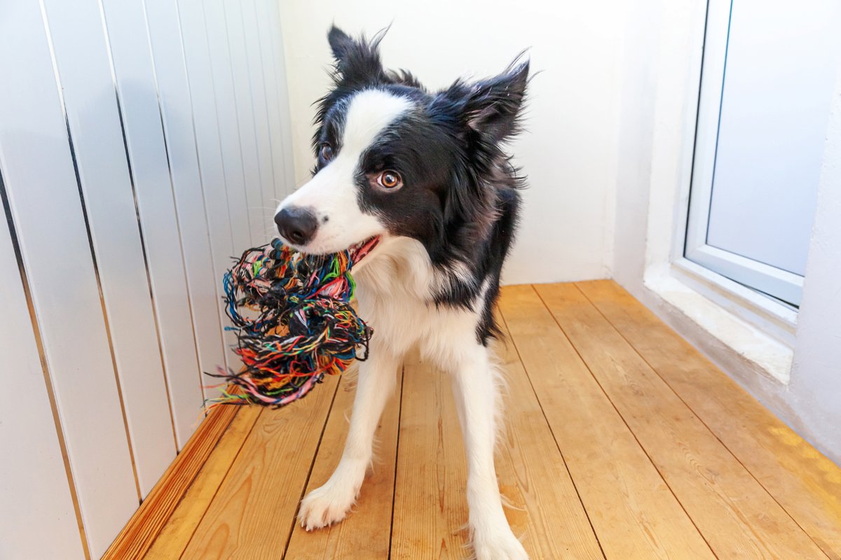 border collie játék