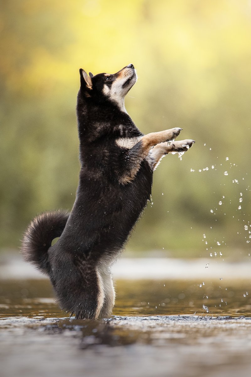 shiba inu víz ugrik folyó