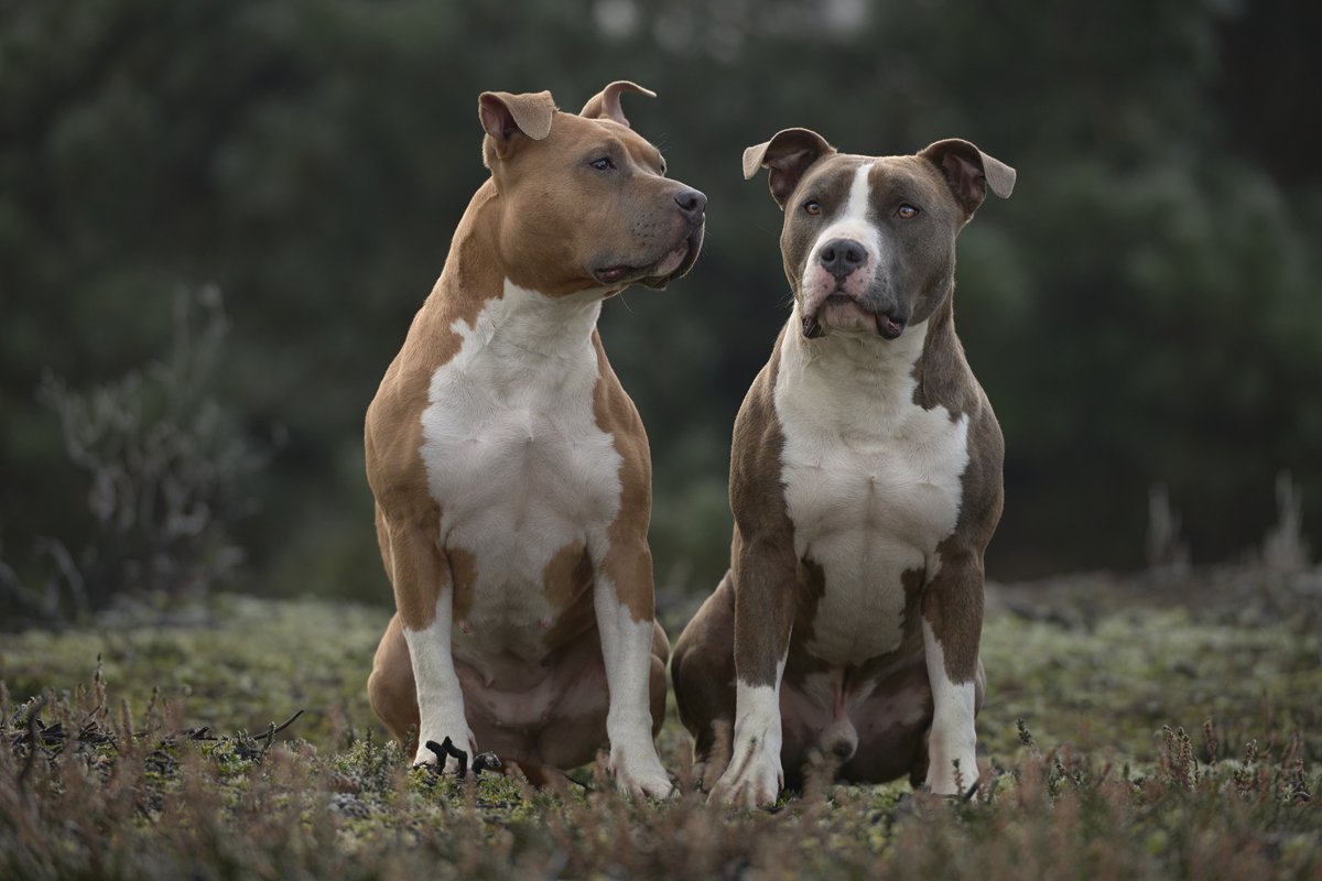 amerikai staffordshire terrierek